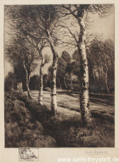 WV-Nr. 060, Unbekannter Ort, Straße mit Birken, 1900-1919, Radierung, 21 cm x 27 cm, Privatbesitz