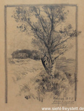 WV-Nr. 222, Halsbeck, Birke am Feldrand, 1911, Bleistift auf Papier, 29 cm x 36 cm, Privatbesitz