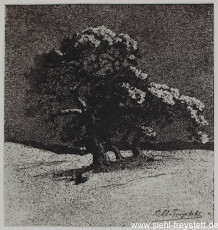 WV-Nr. 255, Unbekannter Ort, Baumgruppe, 1900-1919, Lithographie, 24 cm x 25,4 cm, Privatbesitz