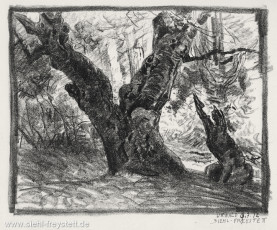 WV-Nr. 414, Neuenburg, Urwald, 1912, Kohle auf Papier, Privatbesitz